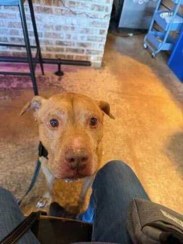 Enlarge Nugget, a ADOPTABLE mixed breed in Queenstown, MD image 4/6