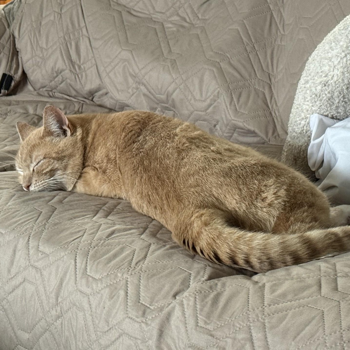 Enlarge Ducky, an adopted Domestic Short Hair in Canastota, NY image 3/5