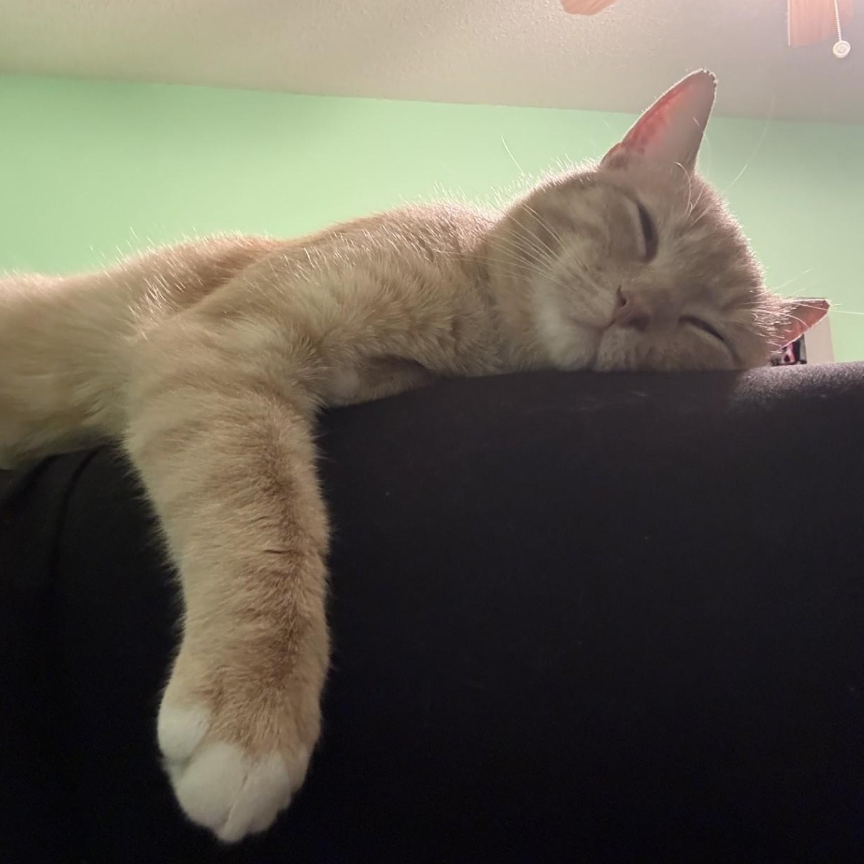 Enlarge Ducky, an adopted Domestic Short Hair in Canastota, NY image 5/5