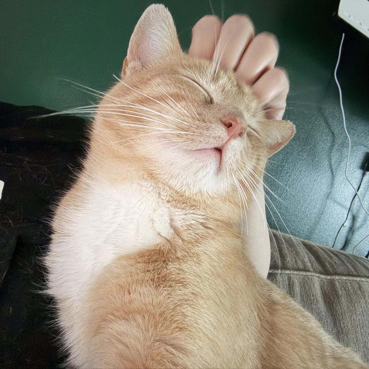 Ducky, adopted, Adult Male Domestic Short Hair.