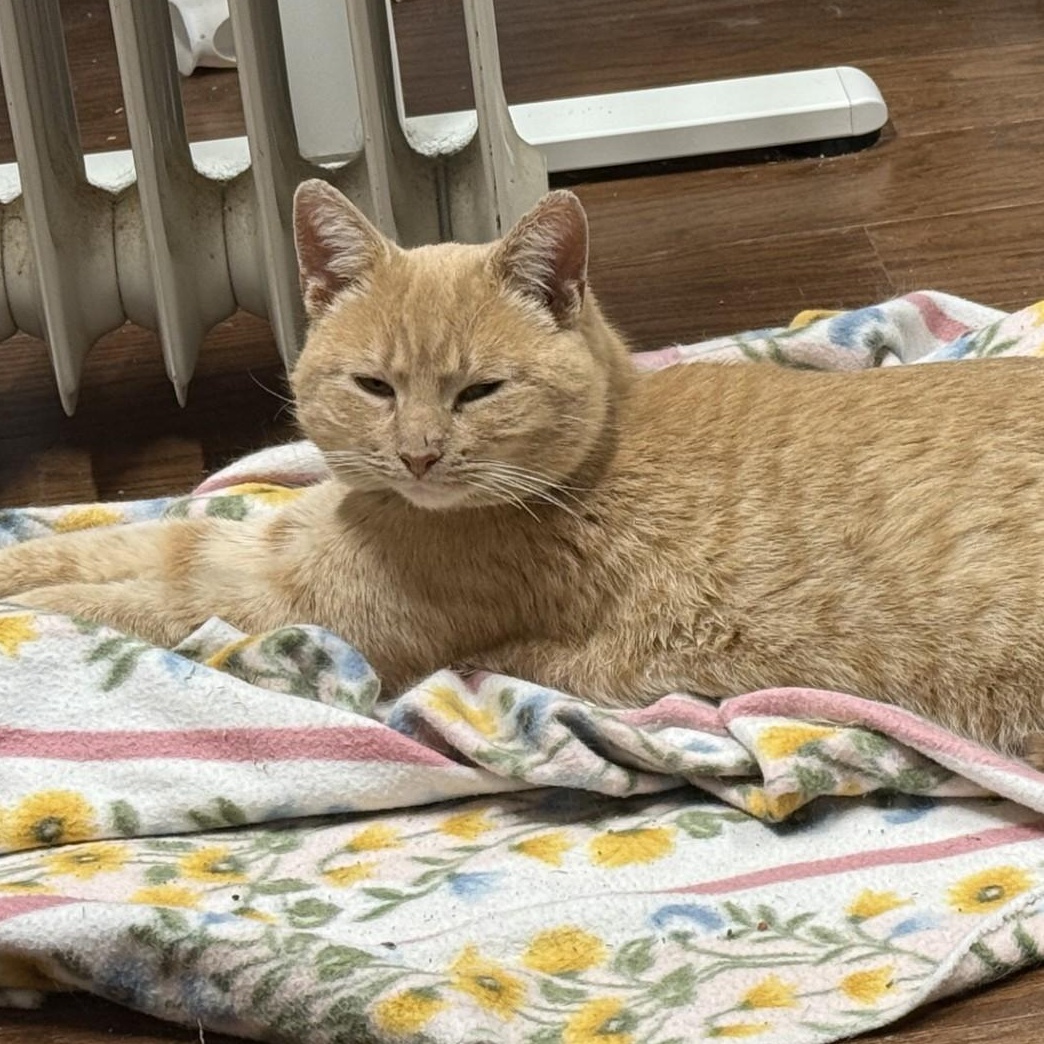 Enlarge Ducky, an adopted Domestic Short Hair in Canastota, NY image 4/5