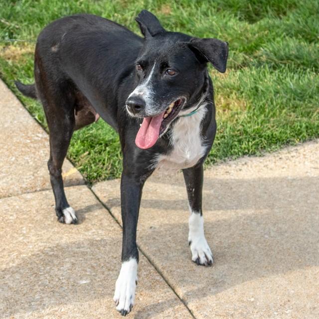 FATIMA, Adoptable, Adult Female Labrador Retriever & Mixed Breed.