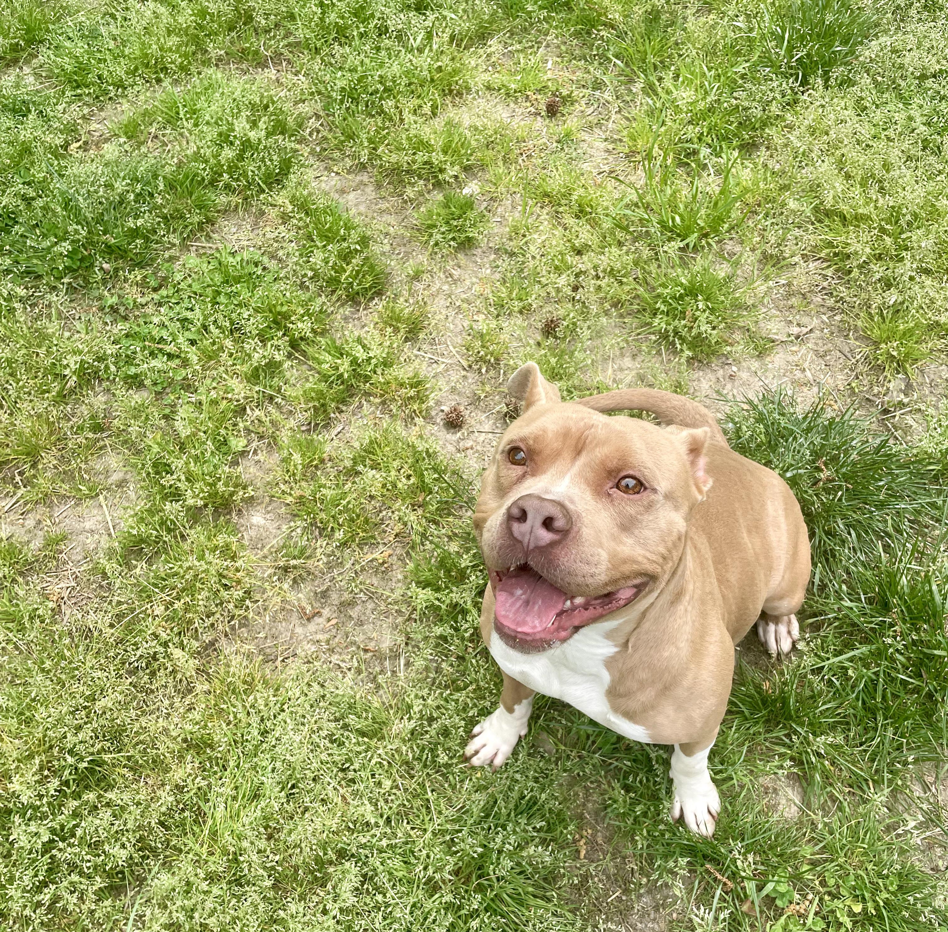 Enlarge Carti, a ADOPTABLE mixed breed in Petersburg, VA image 3/6