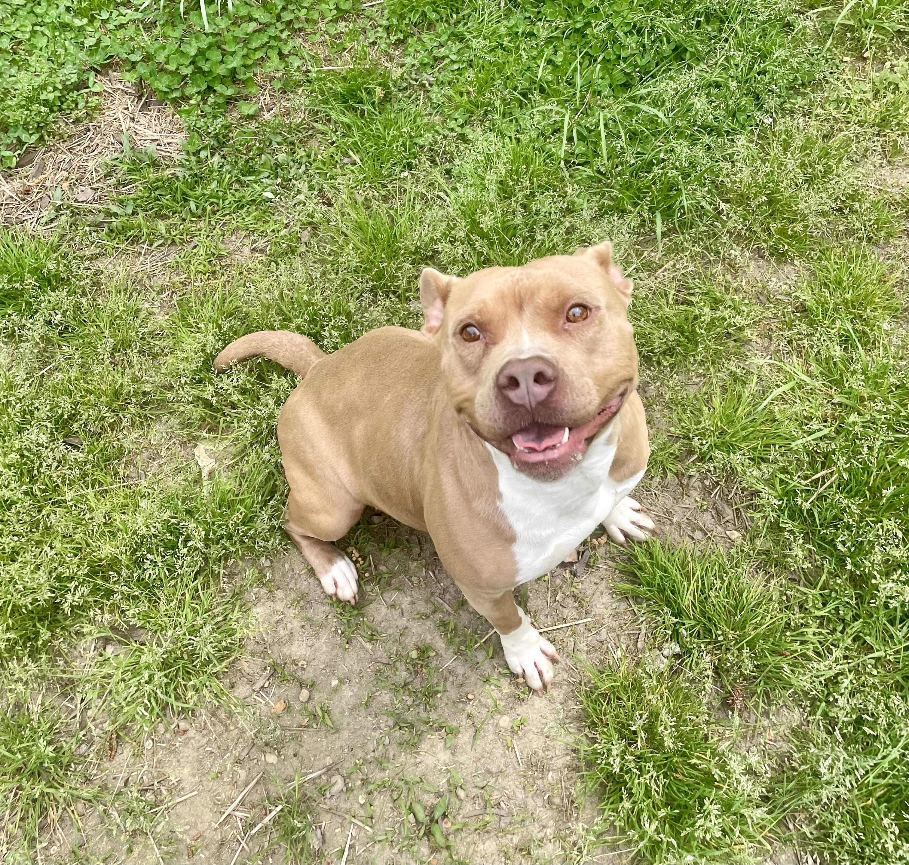 Enlarge Carti, a ADOPTABLE mixed breed in Petersburg, VA image 4/6