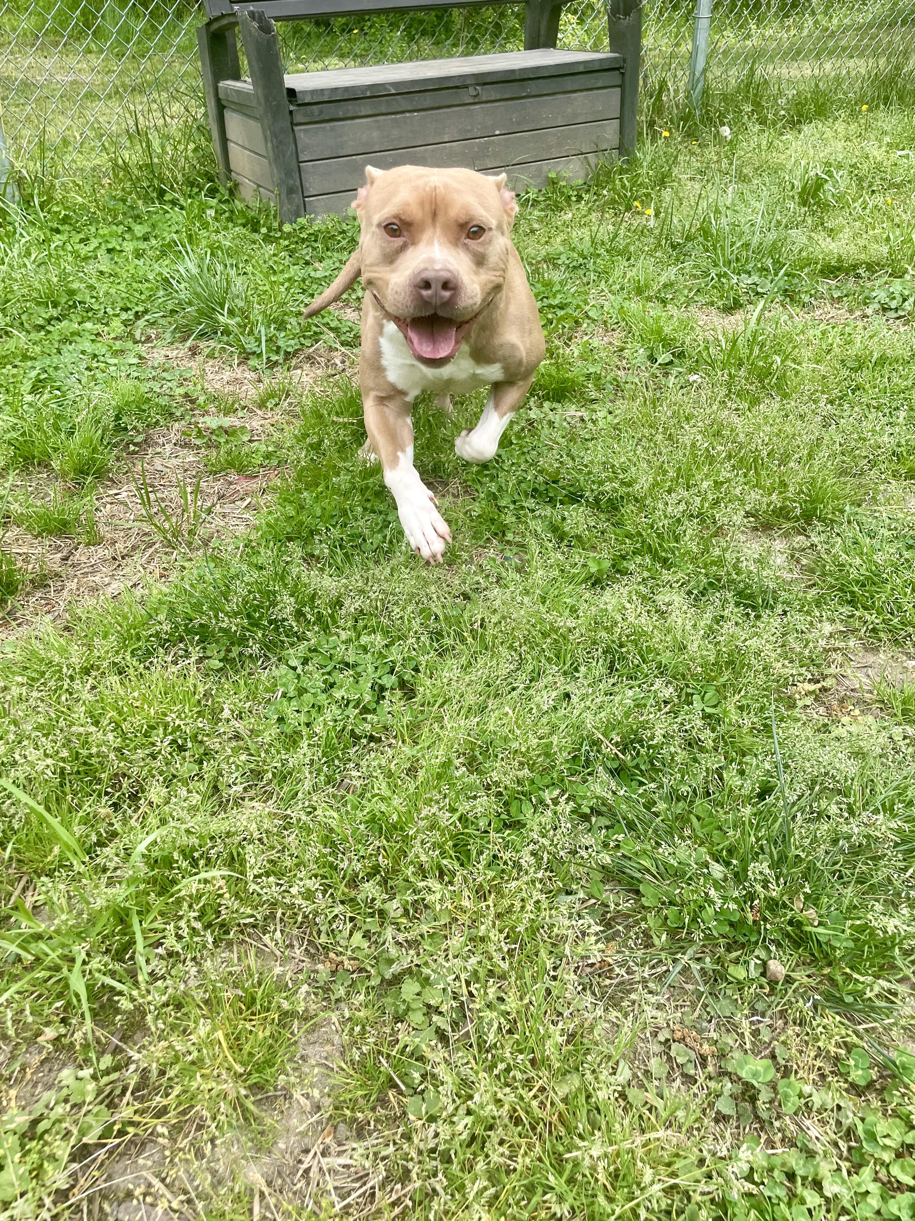Enlarge Carti, a ADOPTABLE mixed breed in Petersburg, VA image 5/6