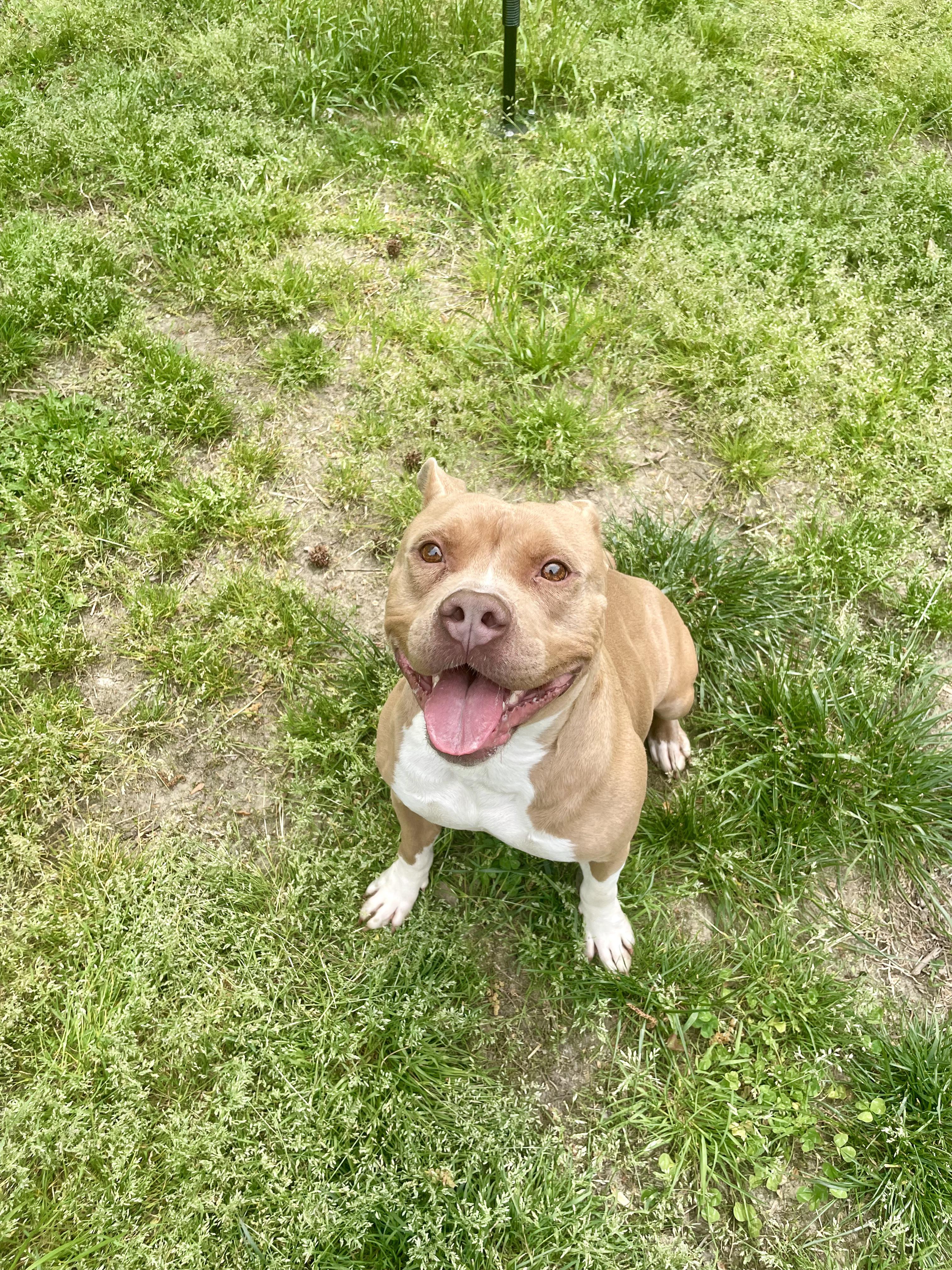 Enlarge Carti, a ADOPTABLE mixed breed in Petersburg, VA image 6/6