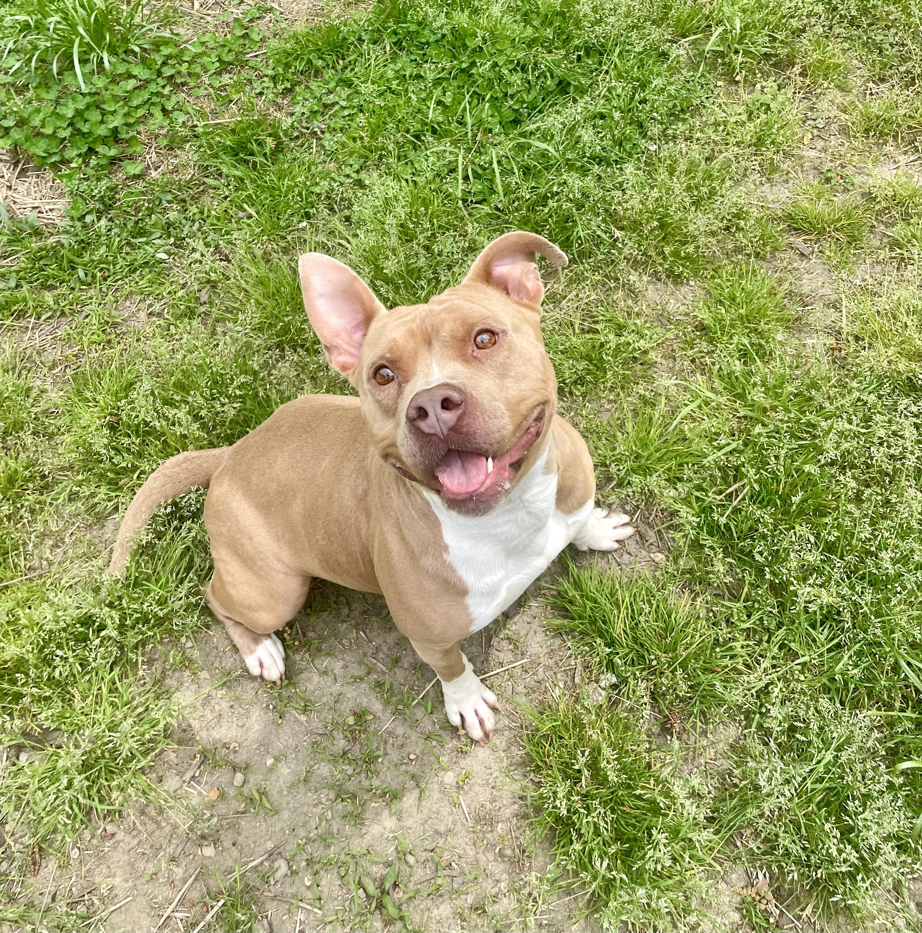 Carti, ADOPTABLE, Young Female American Bully & Pit Bull Terrier.
