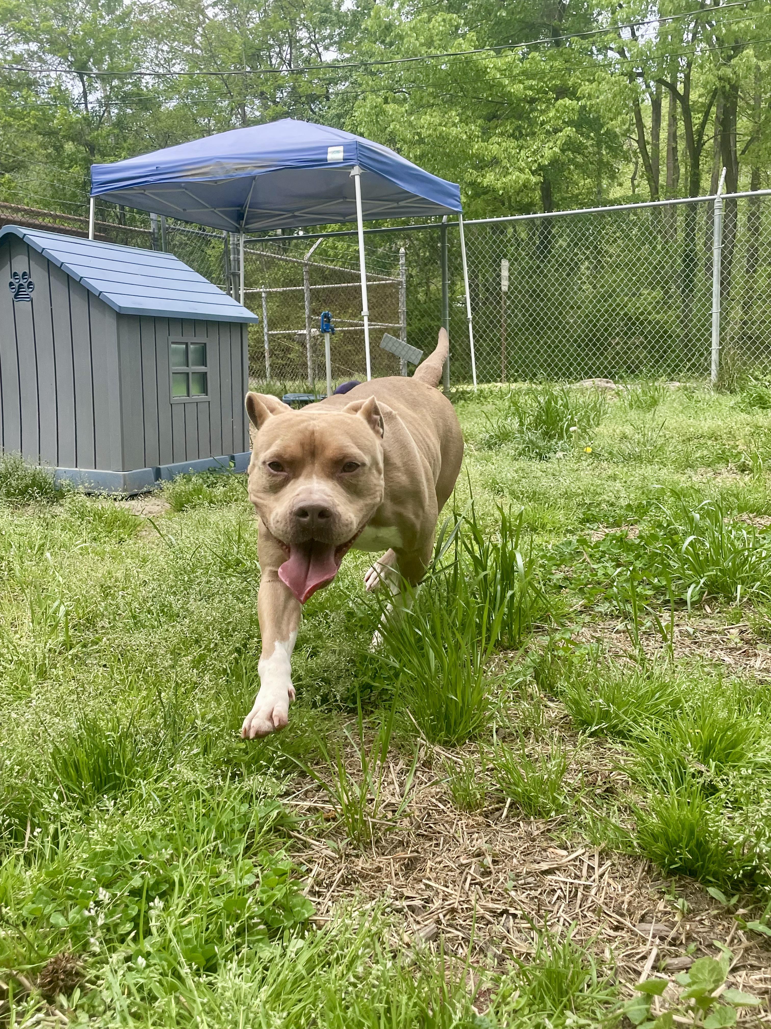 Enlarge Carti, a ADOPTABLE mixed breed in Petersburg, VA image 2/6