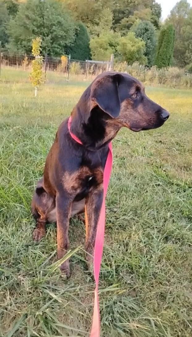 Chase *Courtesy Listing*, a Adopted mixed breed in Indianapolis, IN image 3/5