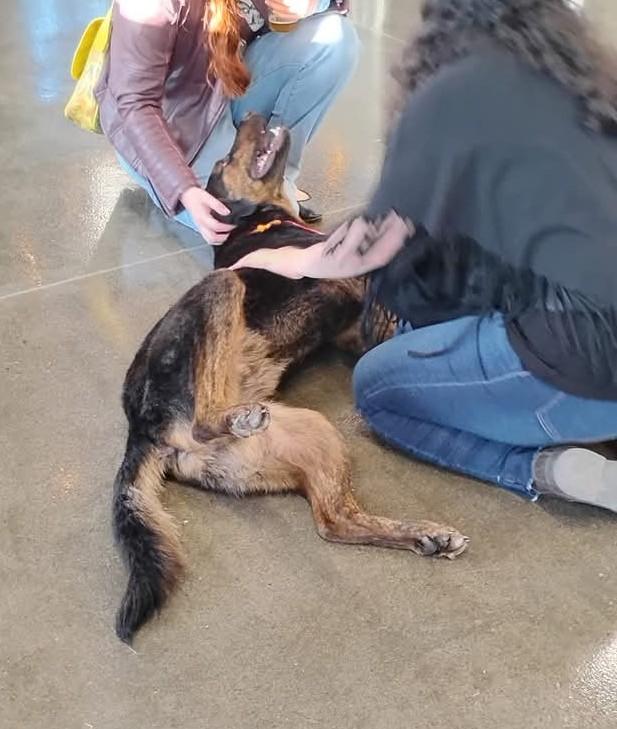 Chase *Courtesy Listing*, a Adopted mixed breed in Indianapolis, IN image 2/5