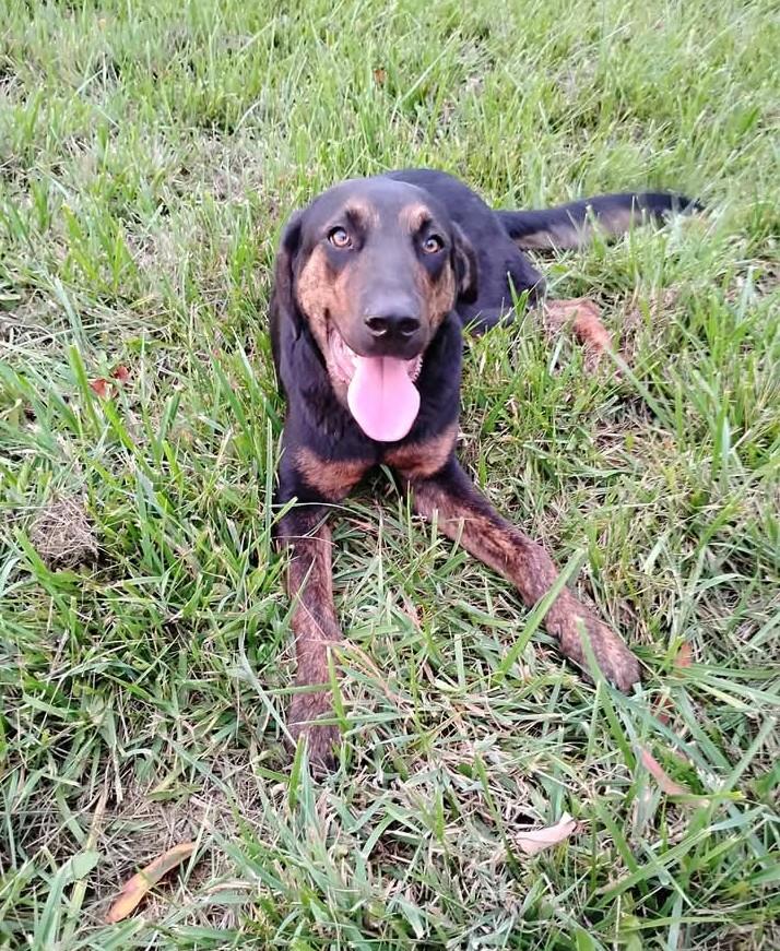 Chase *Courtesy Listing*, Adopted, Adult Male German Shepherd Dog & Bernese Mountain Dog.