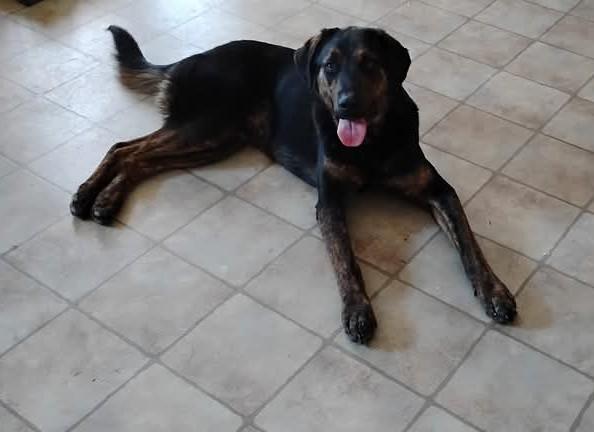 Chase *Courtesy Listing*, a Adopted mixed breed in Indianapolis, IN image 4/5