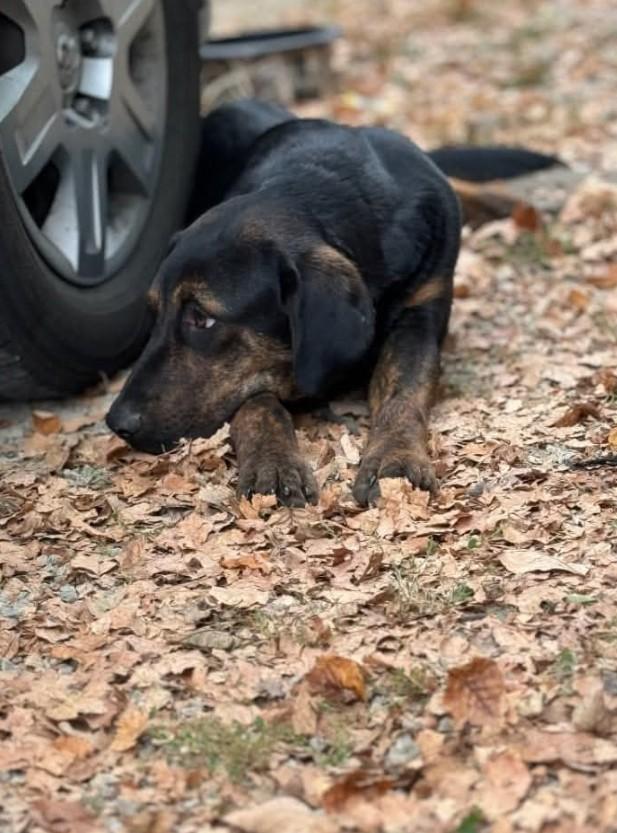 Chase *Courtesy Listing*, a Adopted mixed breed in Indianapolis, IN image 5/5