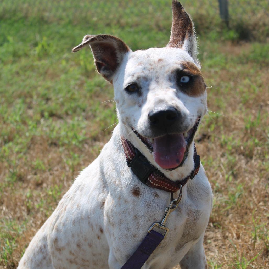 Taylor Swift, Adoptable, Adult Female Cattle Dog & Terrier.