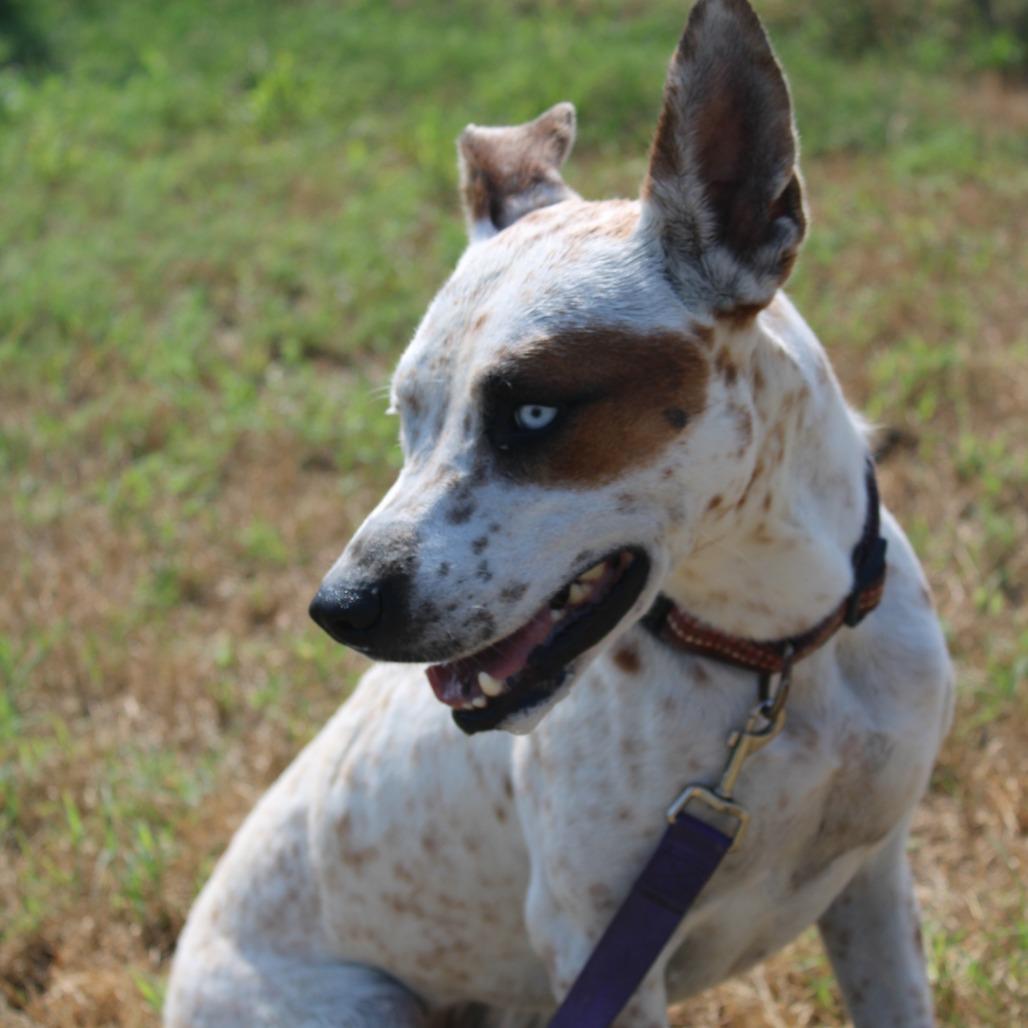 Enlarge Taylor Swift, a Adoptable mixed breed in Cleveland, MS image 2/5