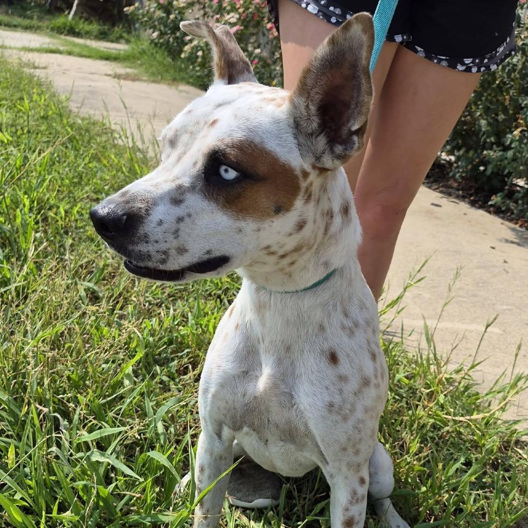 Enlarge Taylor Swift, a Adoptable mixed breed in Cleveland, MS image 3/5