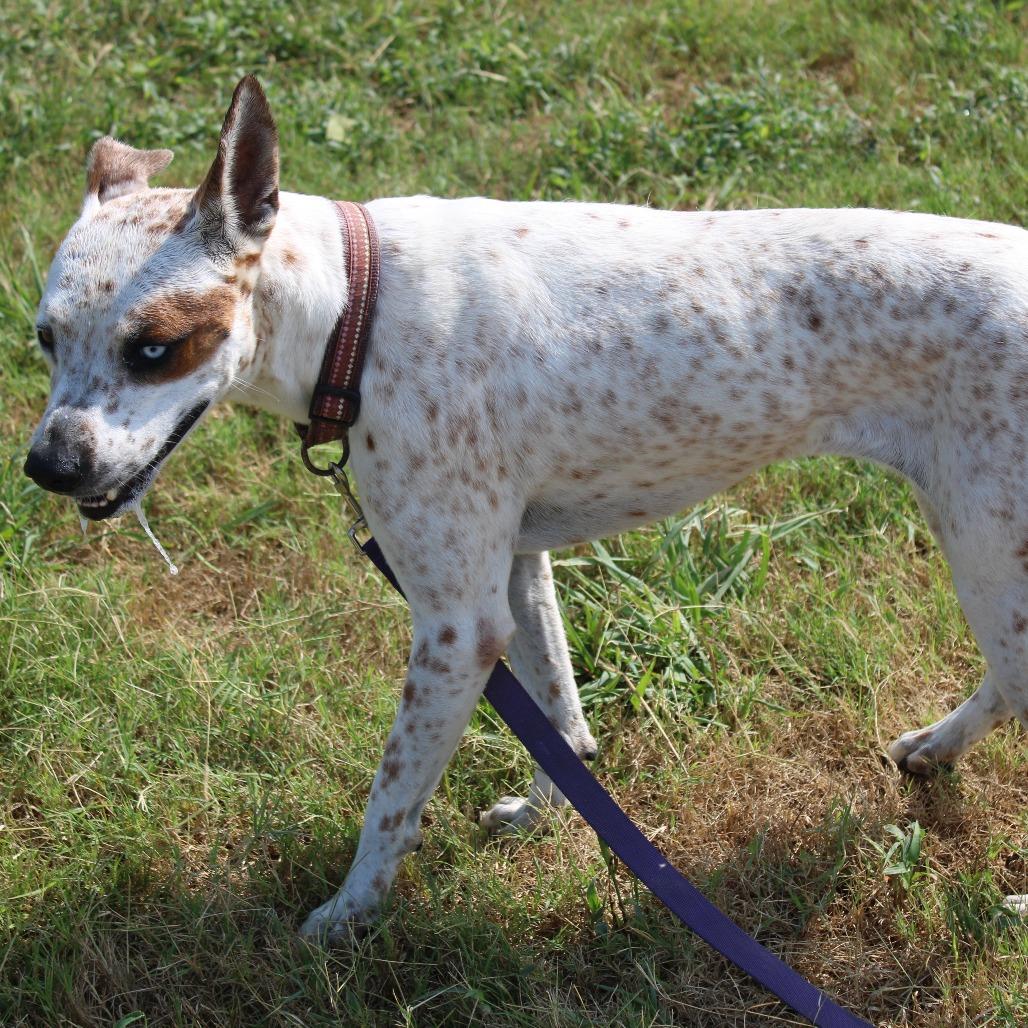 Enlarge Taylor Swift, a Adoptable mixed breed in Cleveland, MS image 5/5
