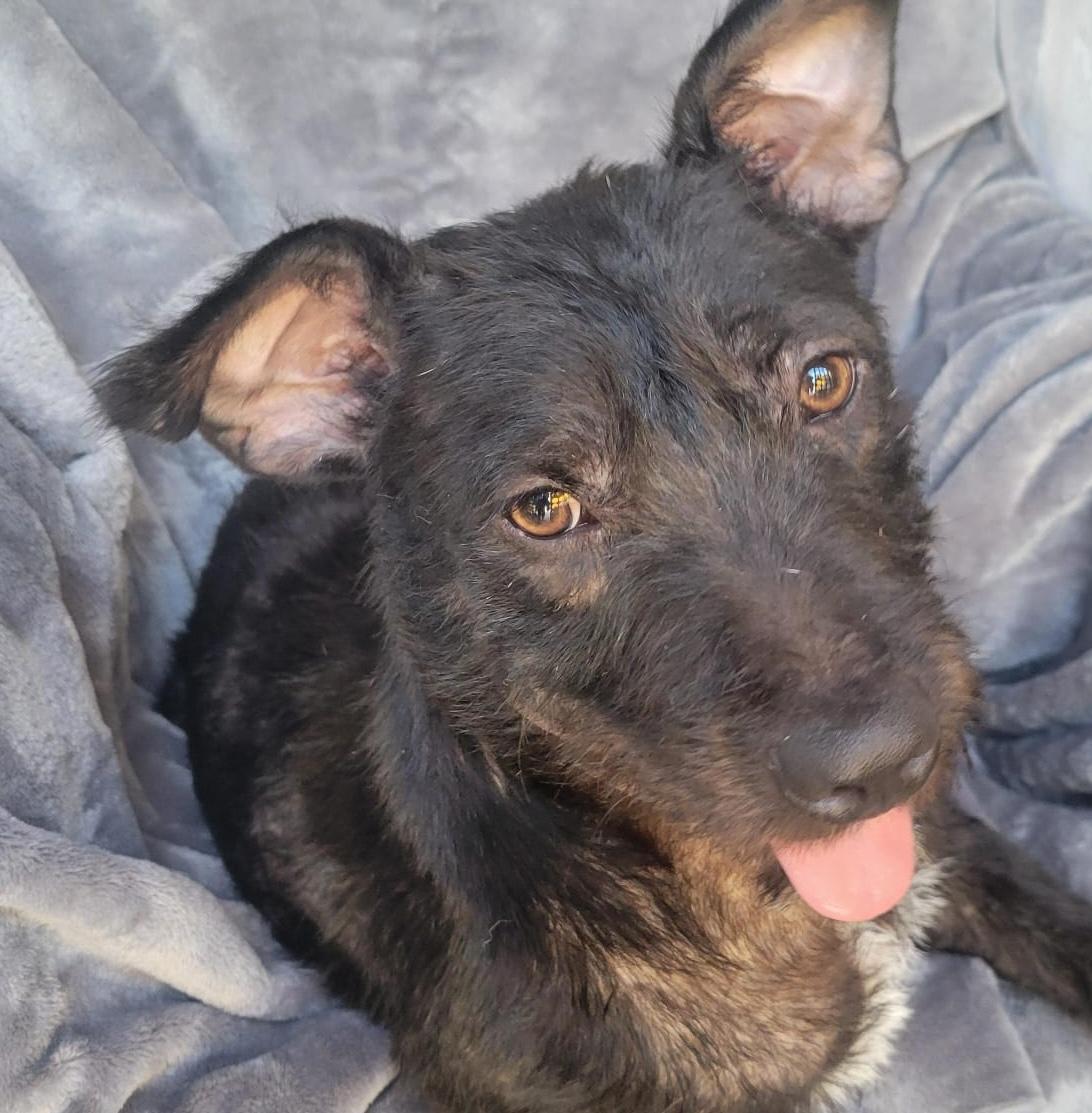 Julia, ADOPTABLE, Adult Female Terrier.