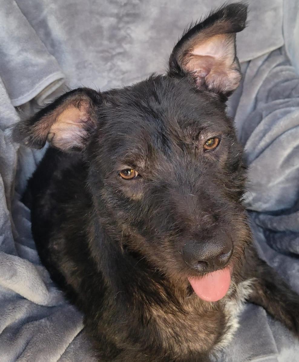 Julia, a ADOPTABLE mixed breed in Sherwood, OR image 3/5