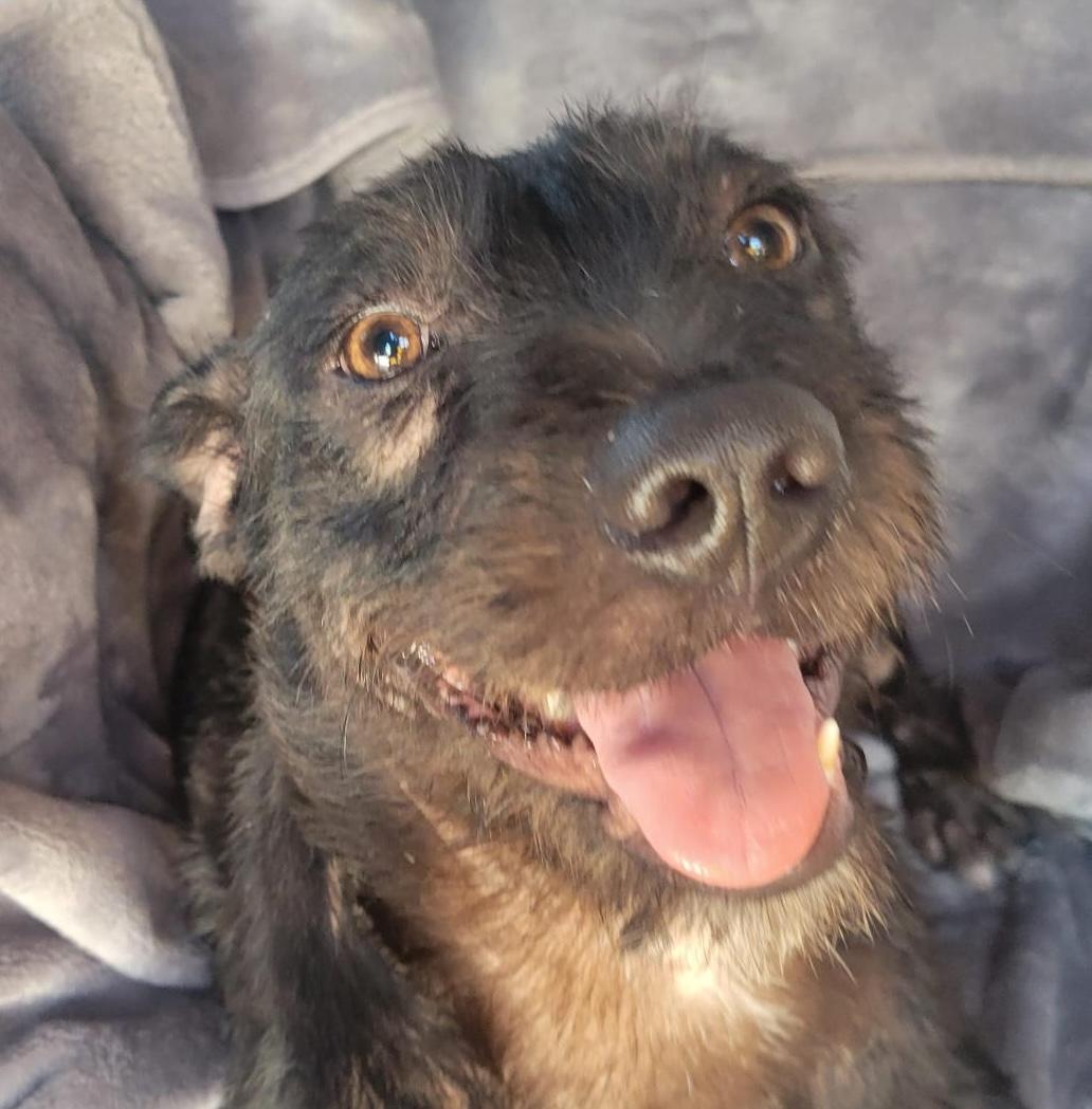 Julia, a ADOPTABLE mixed breed in Sherwood, OR image 2/5