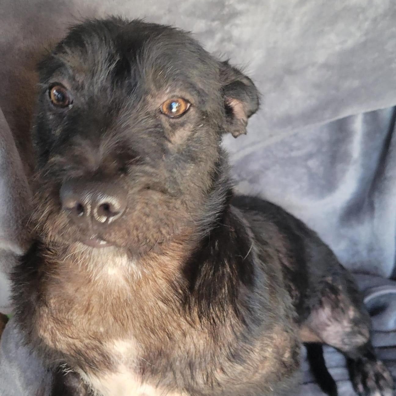 Julia, a ADOPTABLE mixed breed in Sherwood, OR image 5/5