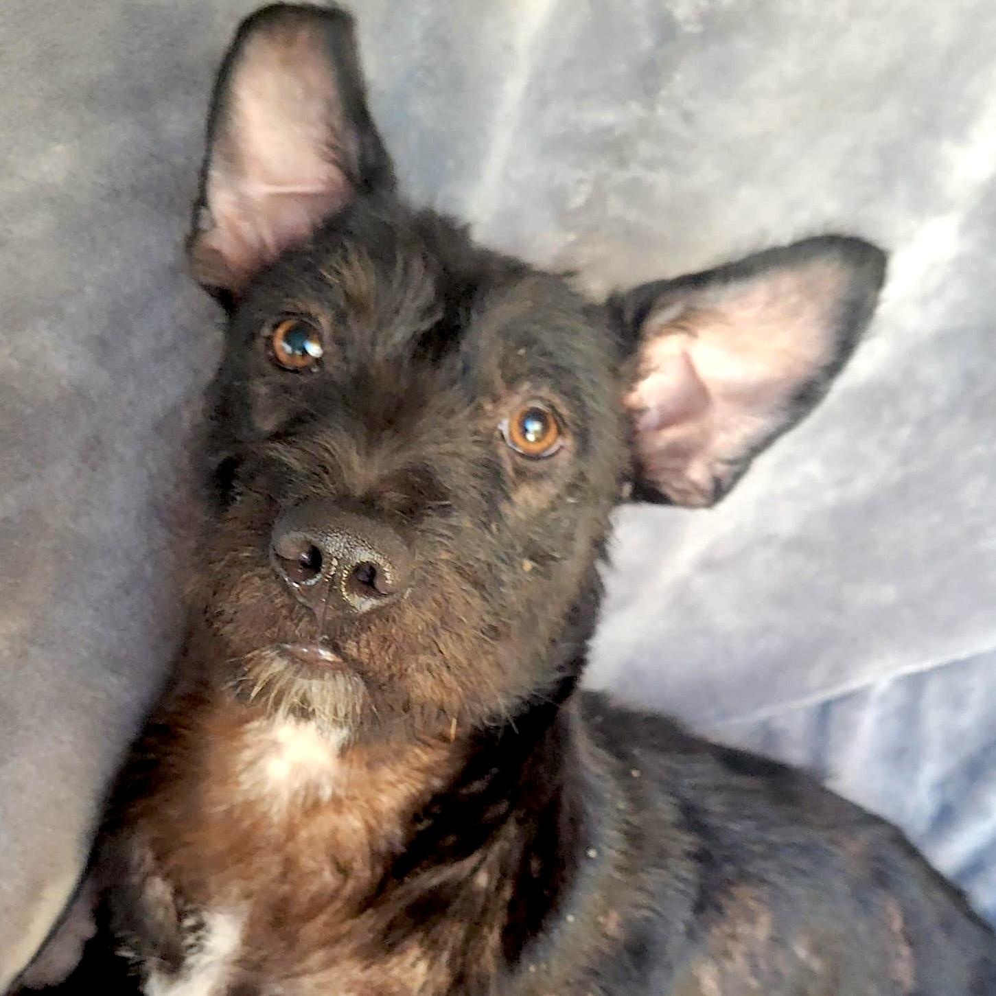 Julia, a ADOPTABLE mixed breed in Sherwood, OR image 4/5