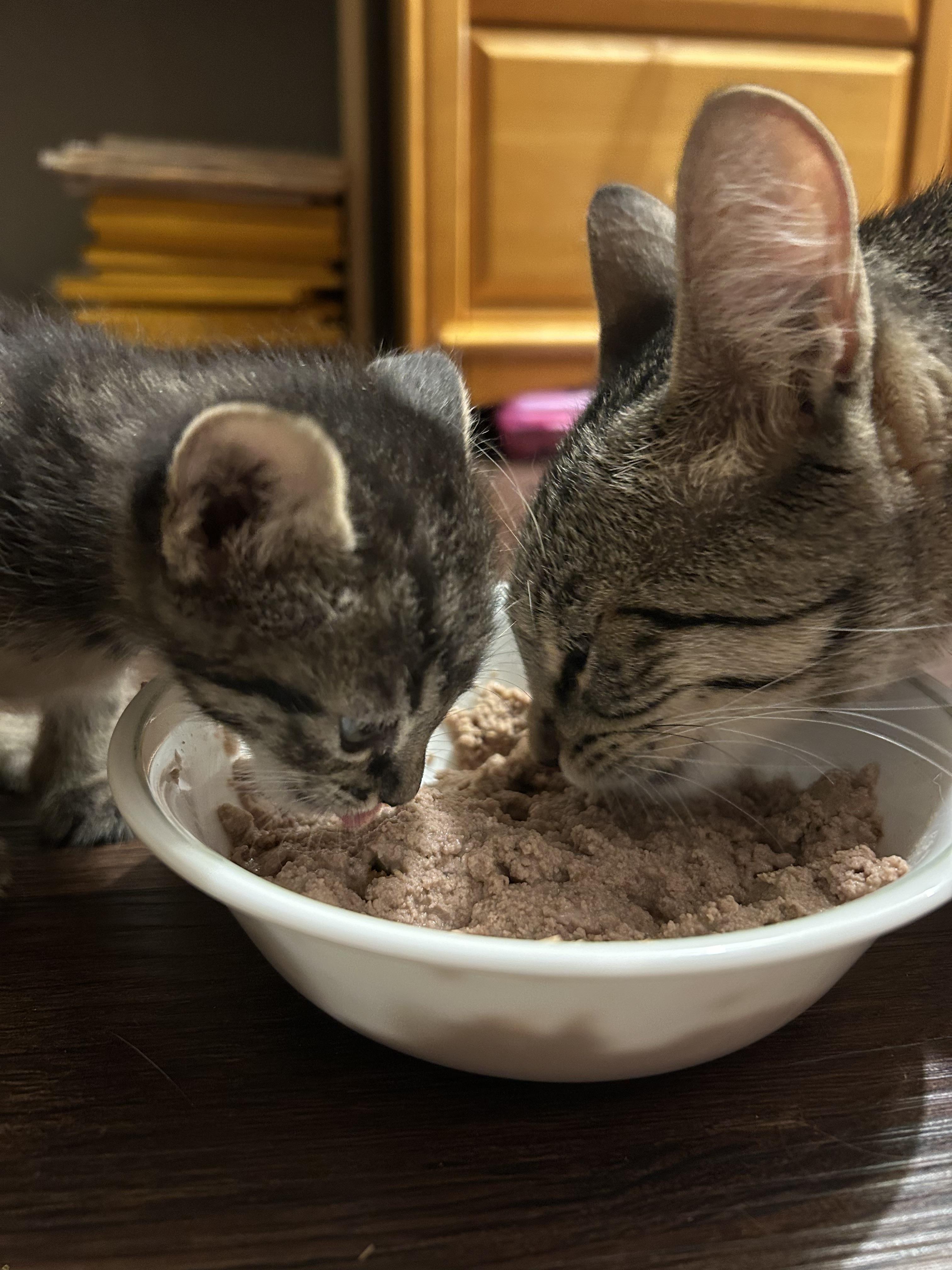 Char — thumbnail 2