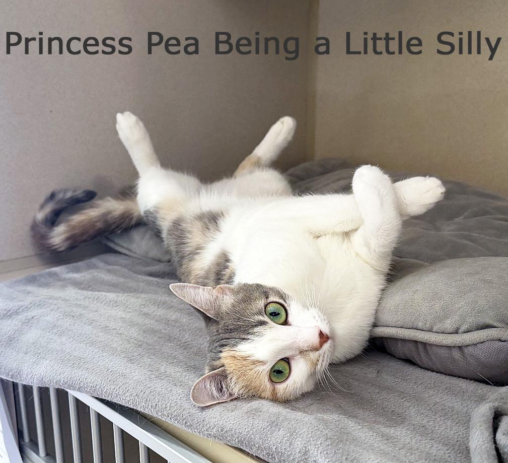 Enlarge PRINCESS PEANUT, a Adopted Calico in San Clemente, CA image 1/3