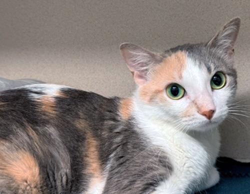 Enlarge PRINCESS PEANUT, a Adopted Calico in San Clemente, CA image 3/3