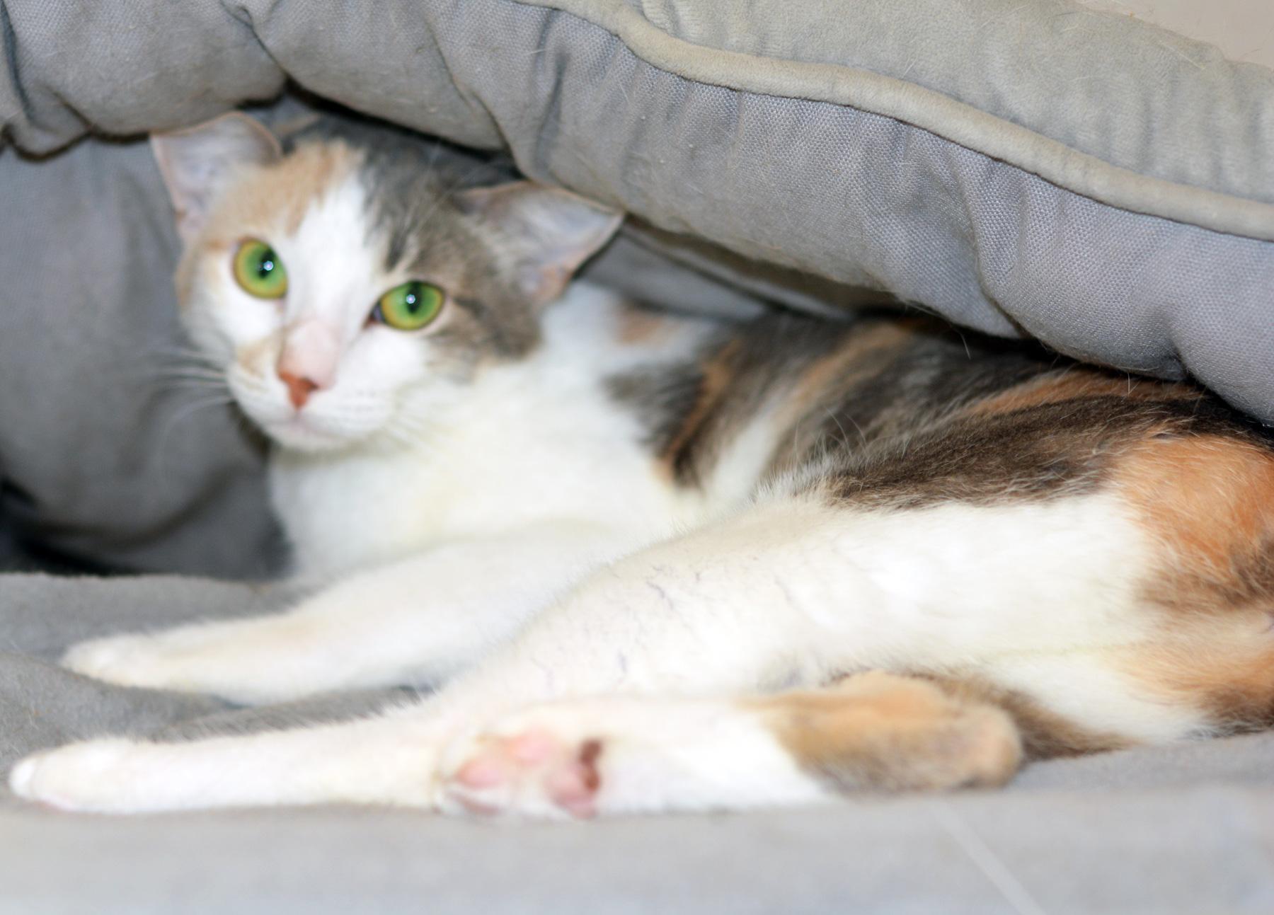 Enlarge PRINCESS PEANUT, a Adopted Calico in San Clemente, CA image 2/3
