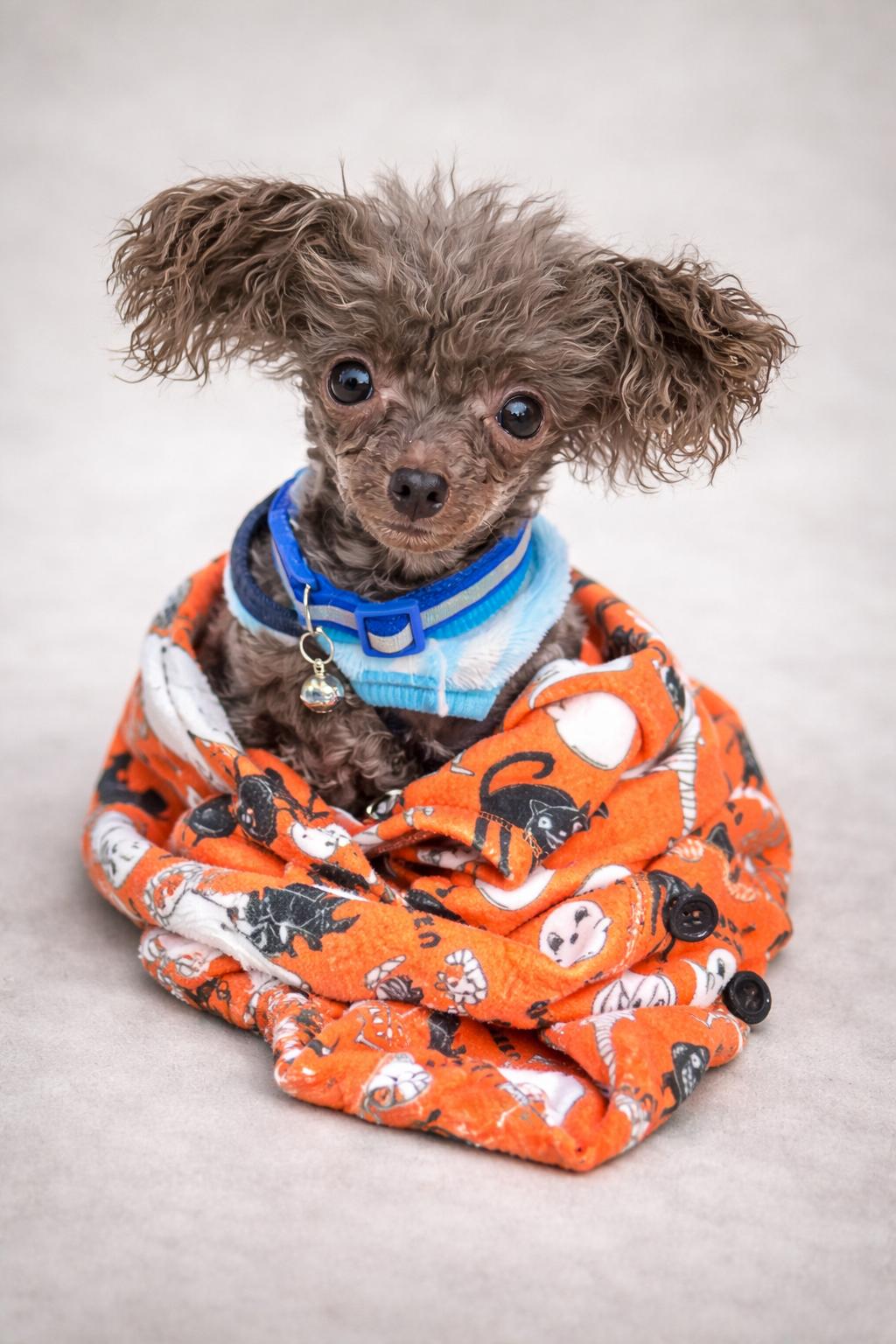 Enlarge Cash, a ADOPTABLE Poodle (Toy) in Georgetown , CA image 1/1