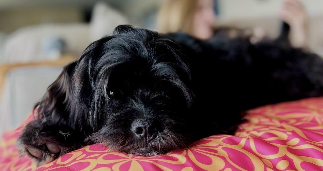 Gunther (Best Family Dog), adopted, Puppy Male Poodle & Jack Russell Terrier.