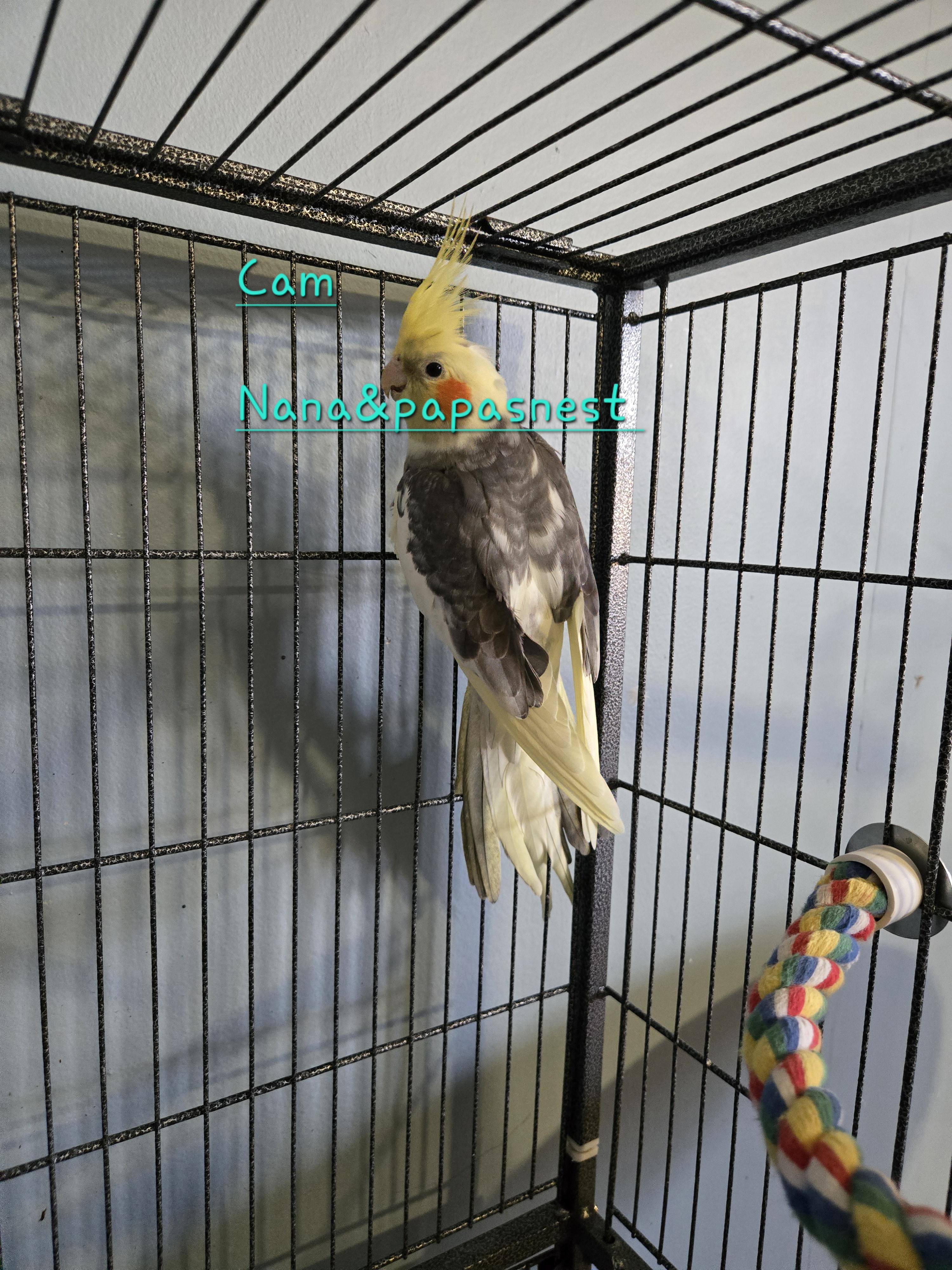 Enlarge Cam and Sunshine, an adopted Cockatiel in Wakefield, VA image 2/2