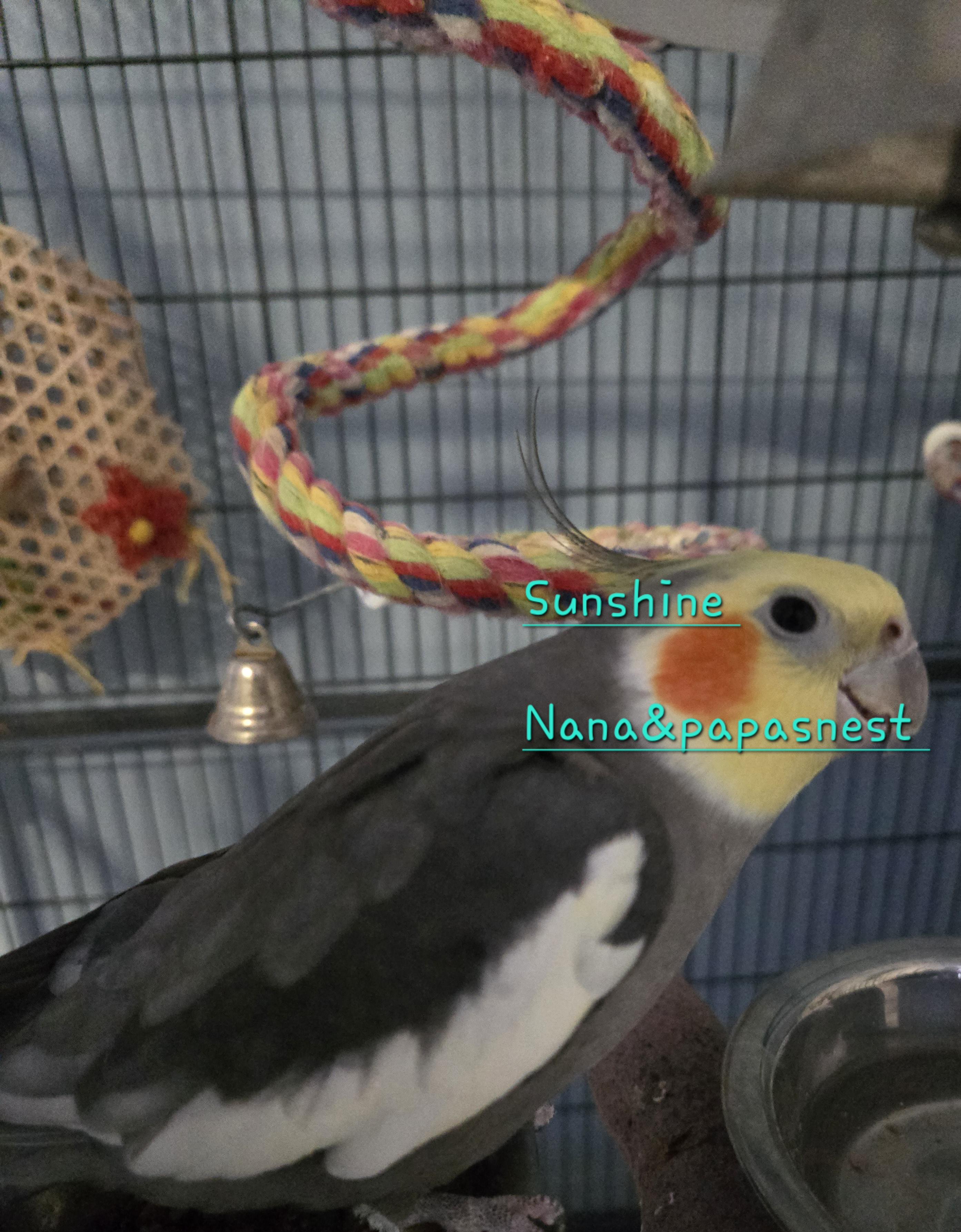 Enlarge Cam and Sunshine, an adopted Cockatiel in Wakefield, VA image 1/2