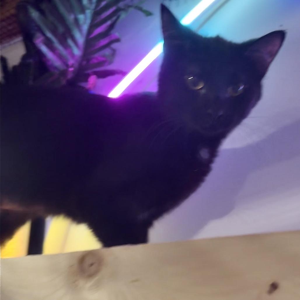 Enlarge Drift, a Adoptable Domestic Short Hair in Bloomington, IL image 1/5