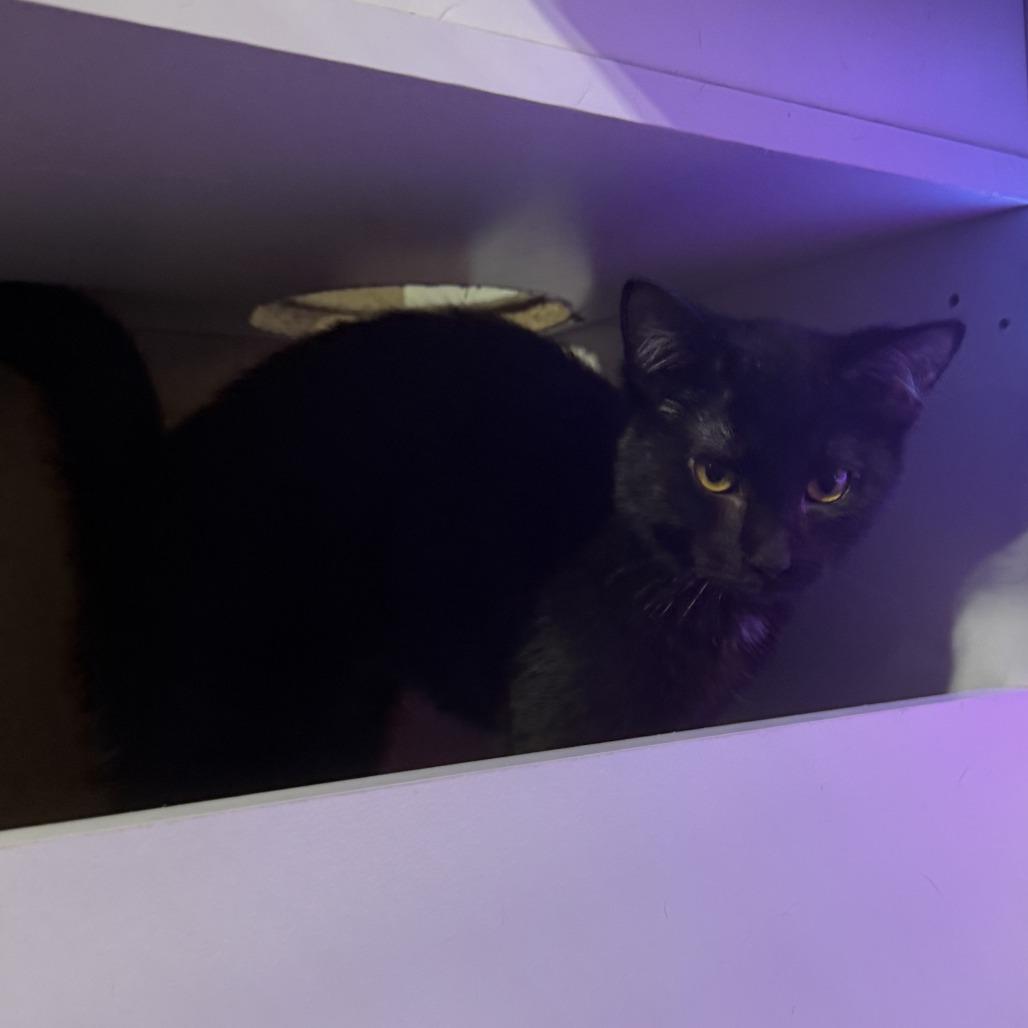 Enlarge Drift, a Adoptable Domestic Short Hair in Bloomington, IL image 2/5