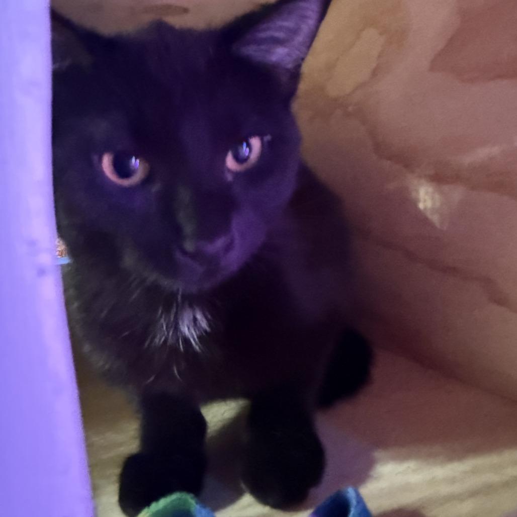 Enlarge Drift, a Adoptable Domestic Short Hair in Bloomington, IL image 3/5