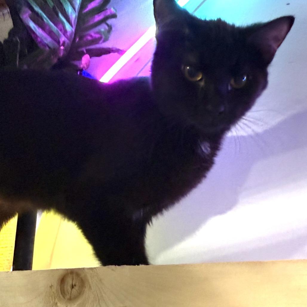 Enlarge Drift, a Adoptable Domestic Short Hair in Bloomington, IL image 4/5