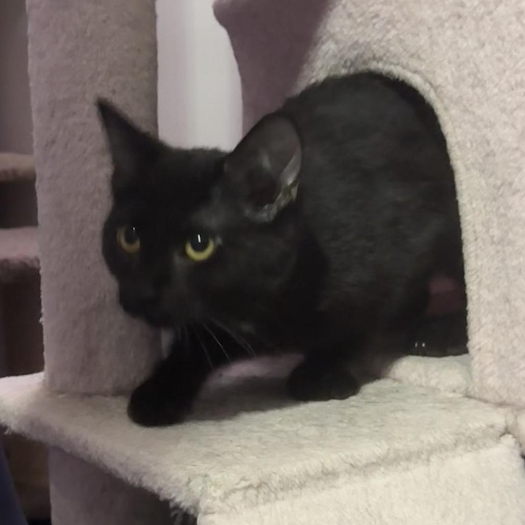 Enlarge Drift, a Adoptable Domestic Short Hair in Bloomington, IL image 5/5