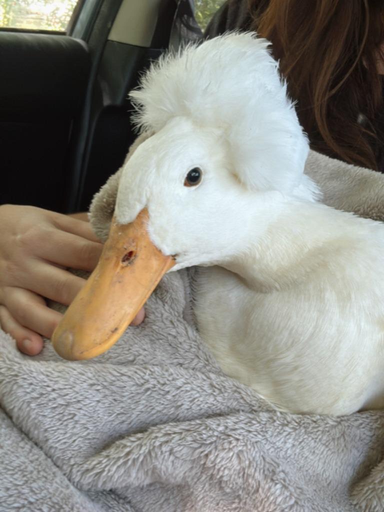 Enlarge Martha, a Adopted Duck in Eagle Mountain, UT image 1/1