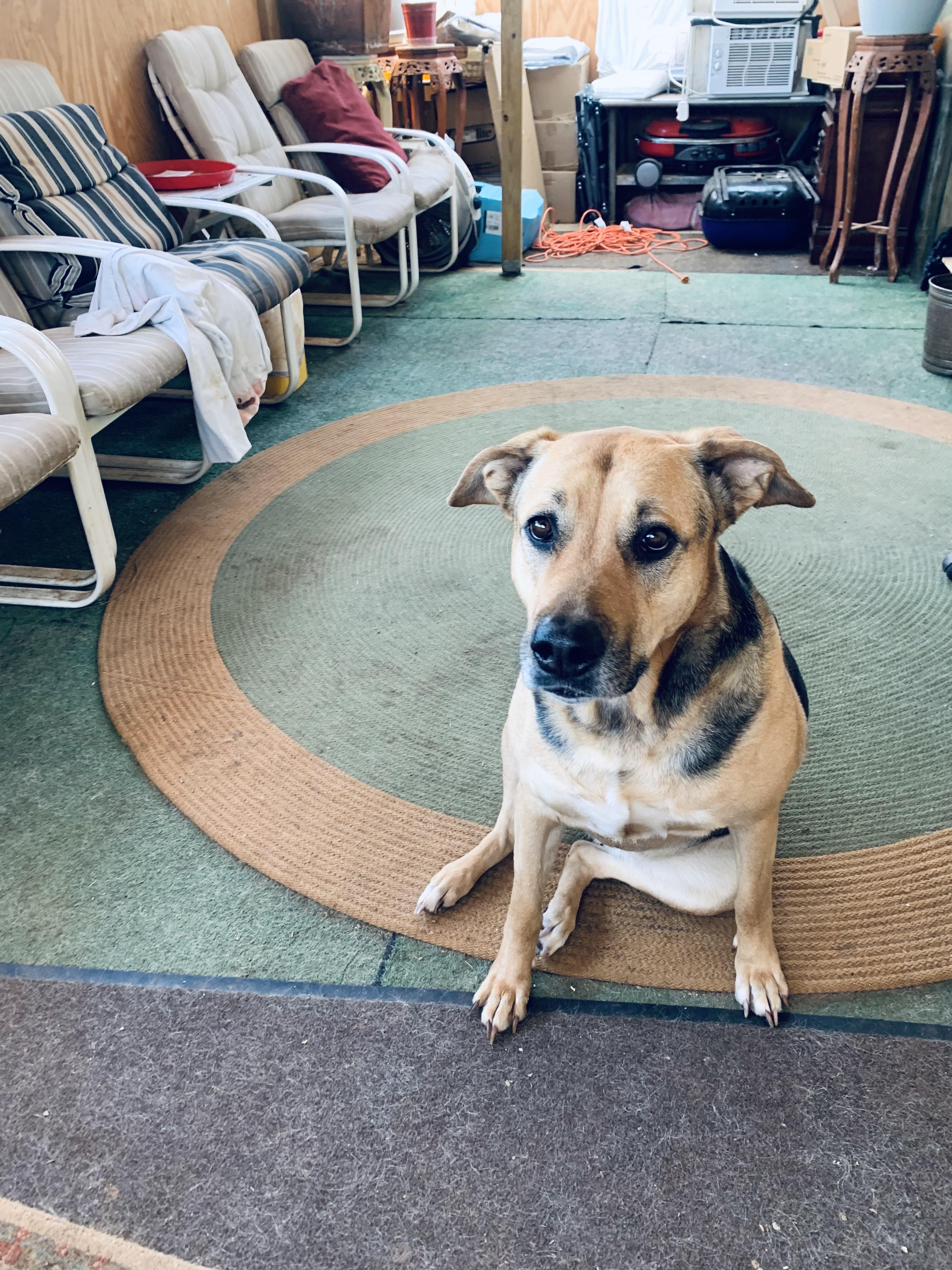 Enlarge Kleeve, a Adoptable mixed breed in Roswell, GA image 1/5