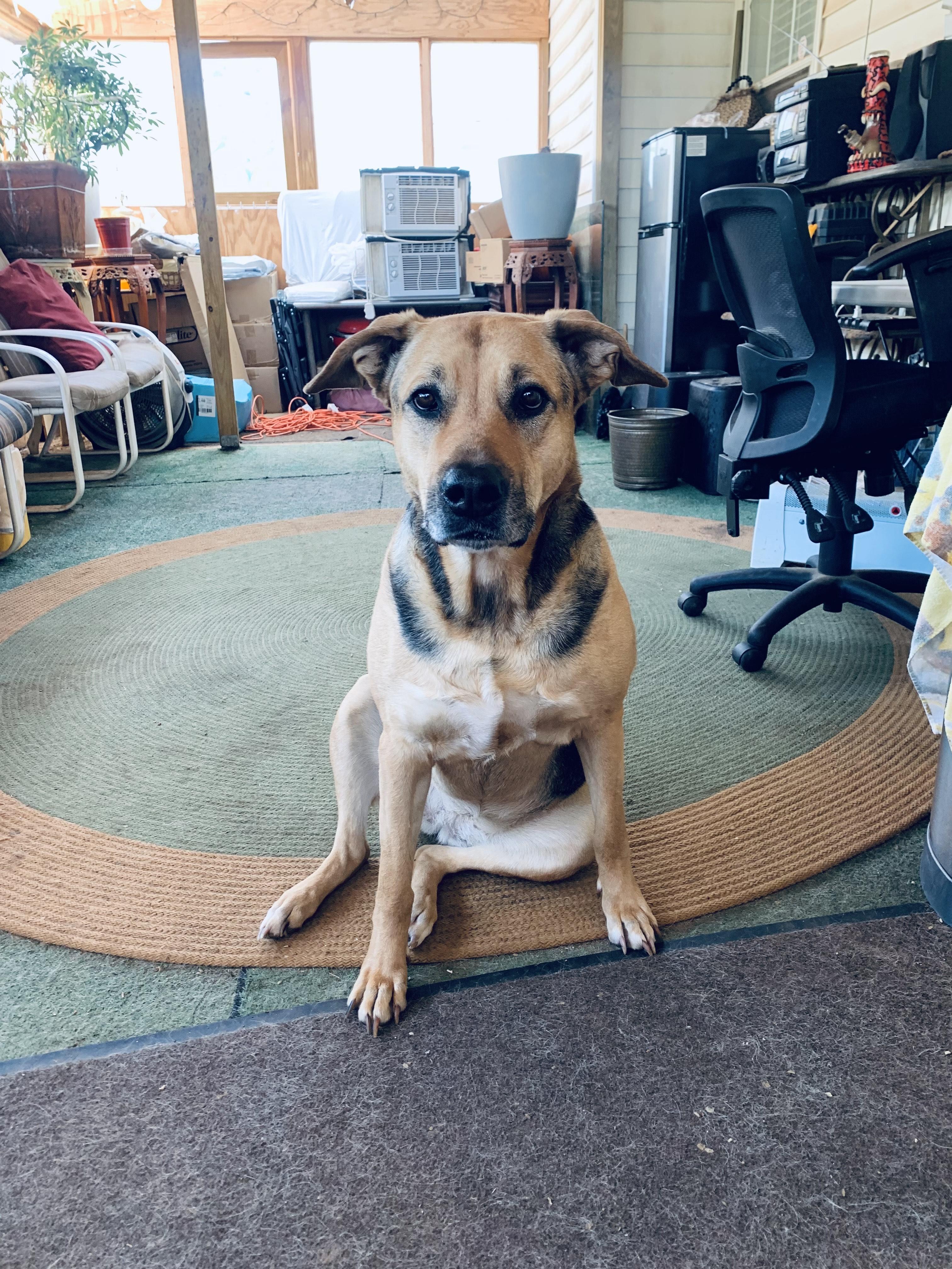 Enlarge Kleeve, a Adoptable mixed breed in Roswell, GA image 2/5