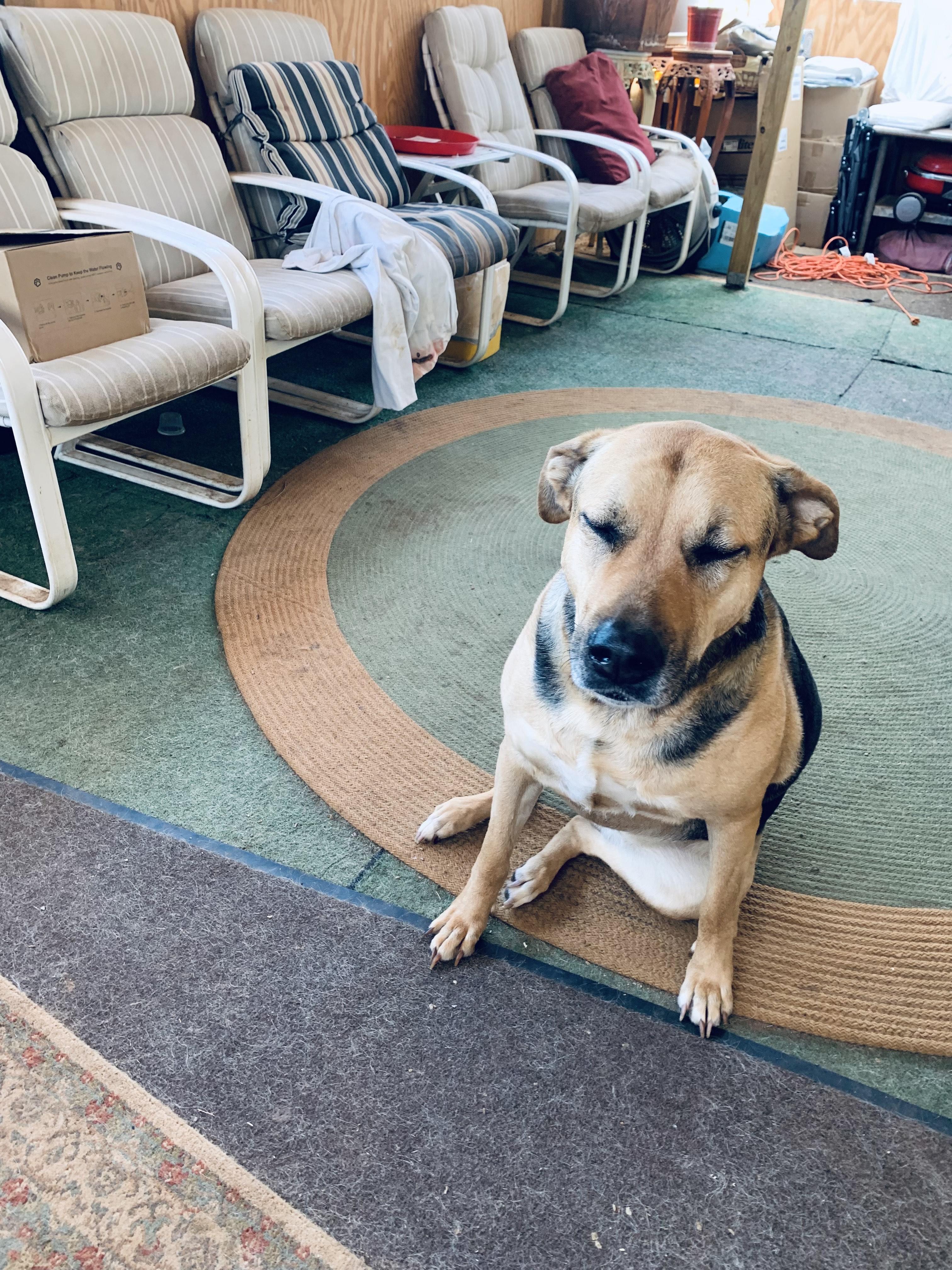 Enlarge Kleeve, a Adoptable mixed breed in Roswell, GA image 3/5