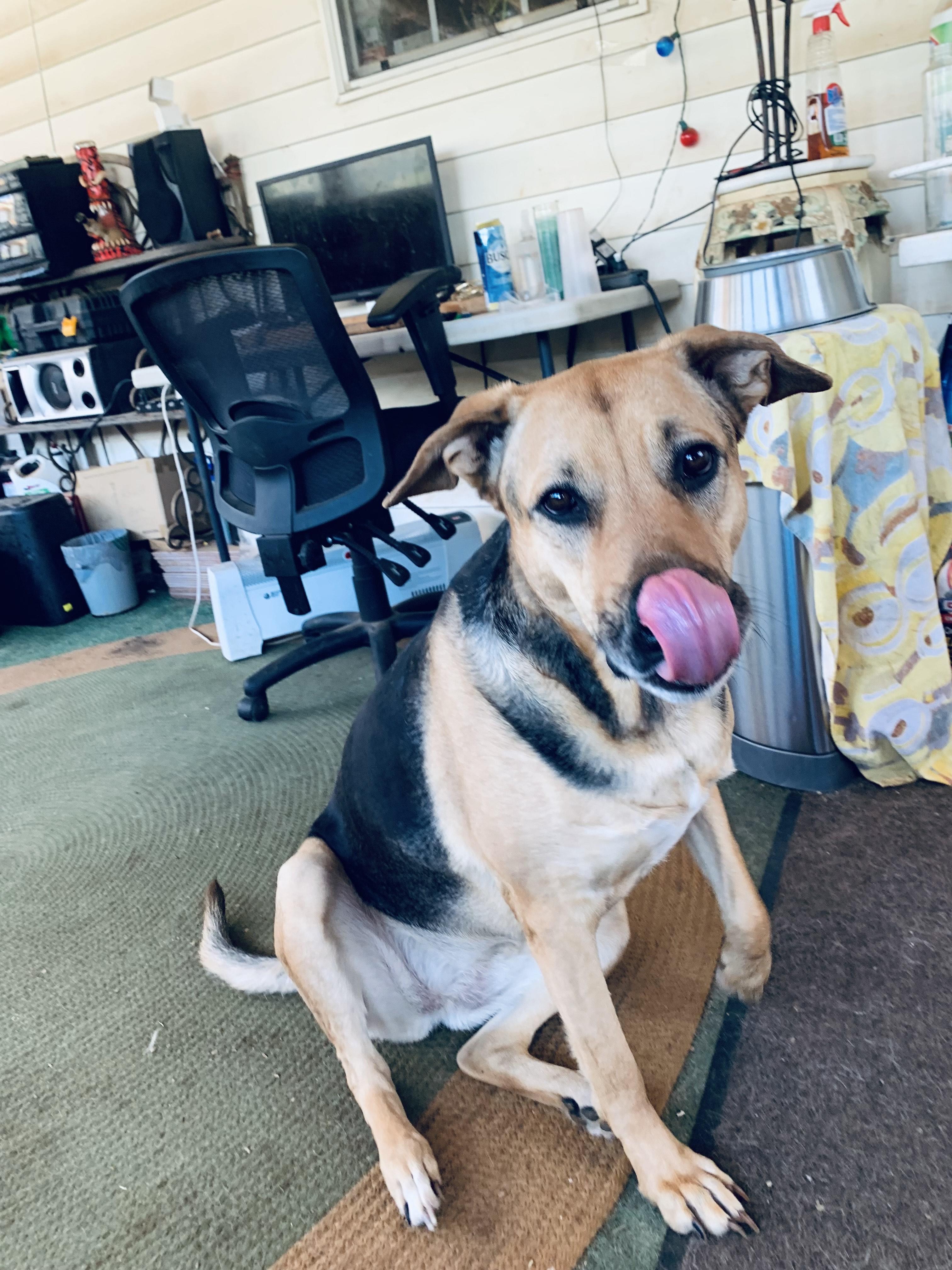 Enlarge Kleeve, a Adoptable mixed breed in Roswell, GA image 4/5