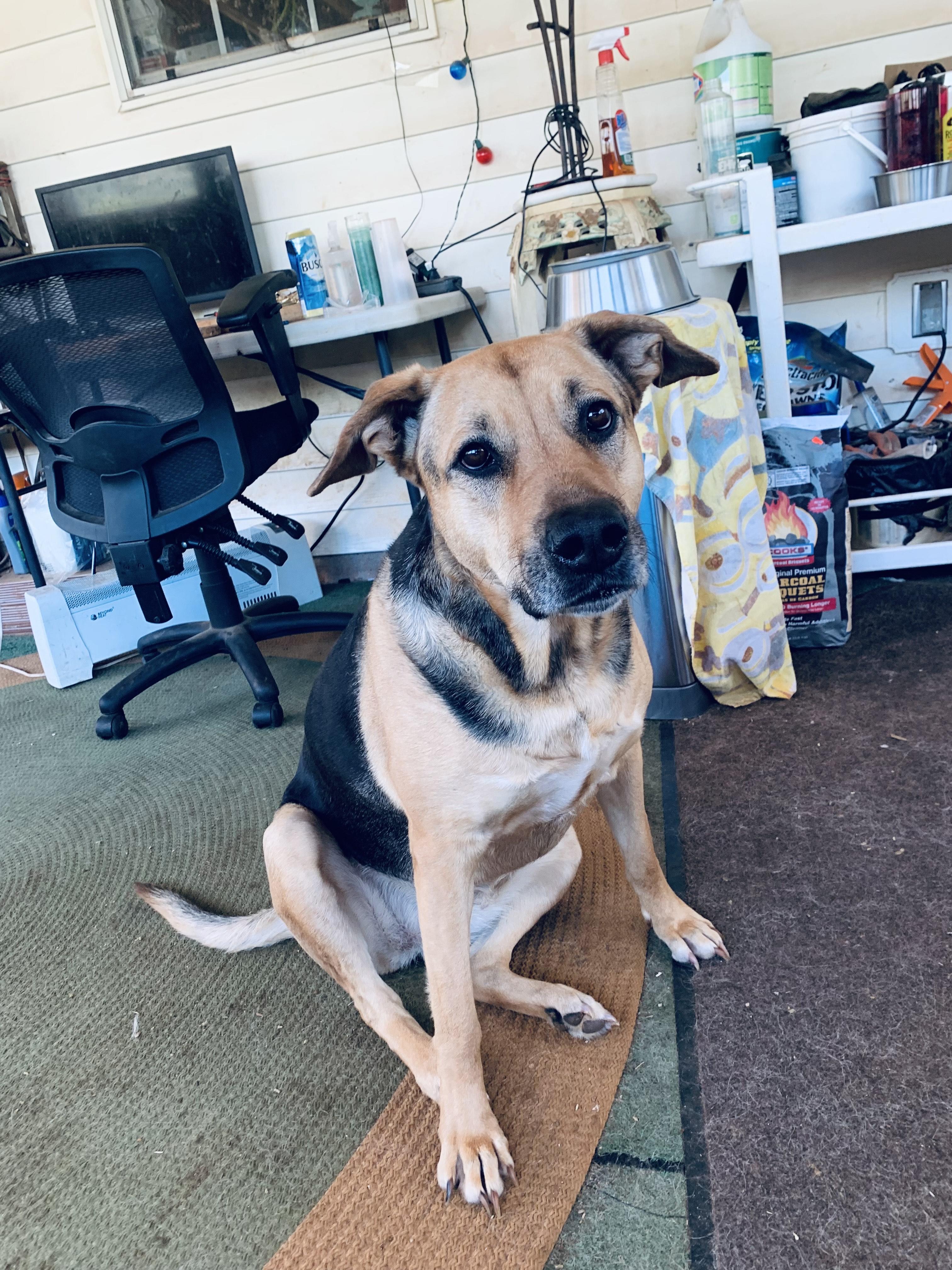 Enlarge Kleeve, a Adoptable mixed breed in Roswell, GA image 5/5