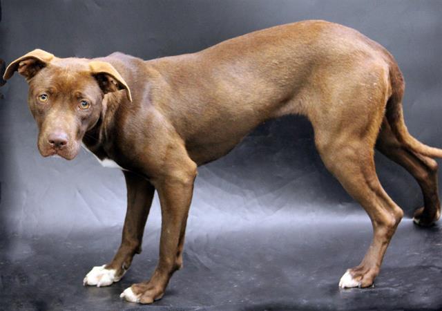 DAISY, Adoptable, Young Female Labrador Retriever & Mixed Breed.