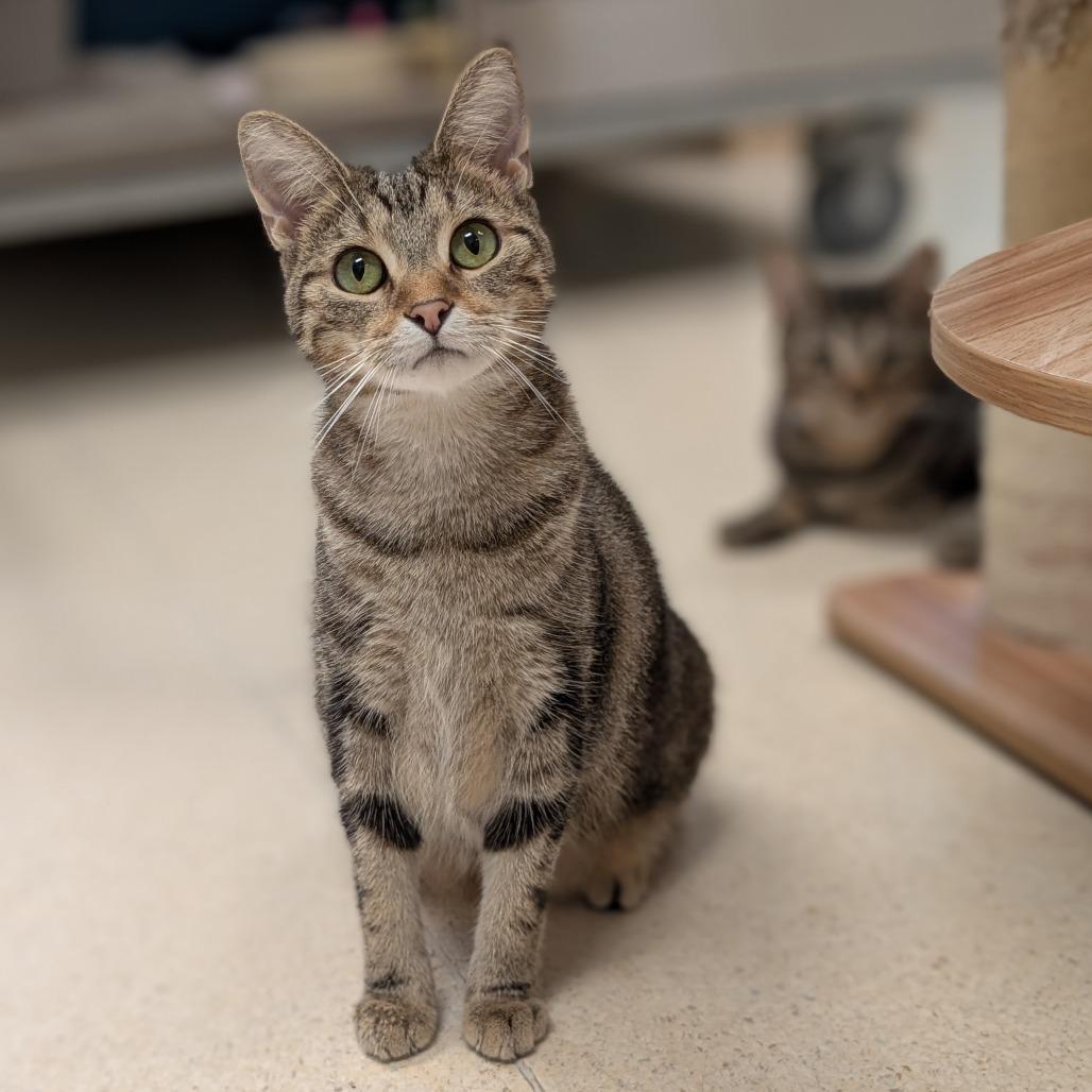 Bee, Adoptable, Young Female Domestic Short Hair.