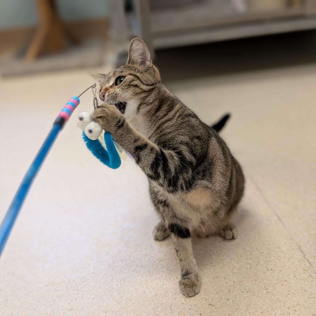 Enlarge Bee, a Adoptable Domestic Short Hair in Toledo, OH image 2/6