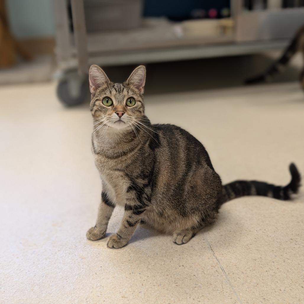 Enlarge Bee, a Adoptable Domestic Short Hair in Toledo, OH image 4/6