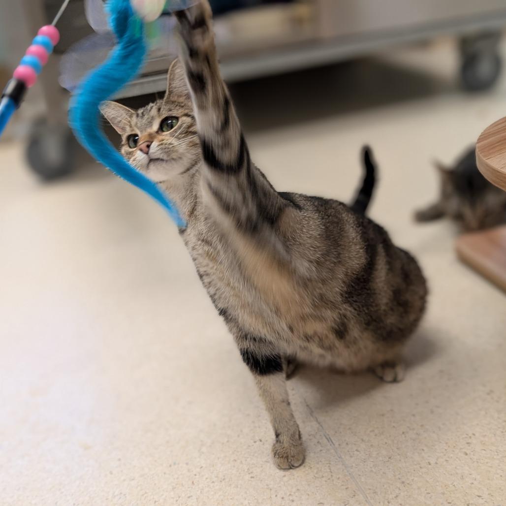 Enlarge Bee, a Adoptable Domestic Short Hair in Toledo, OH image 5/6